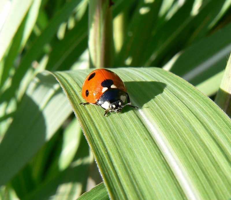 Controle de Pragas Agrícolas Cotar Santa Efigênia - Controle de Pragas de Plantas