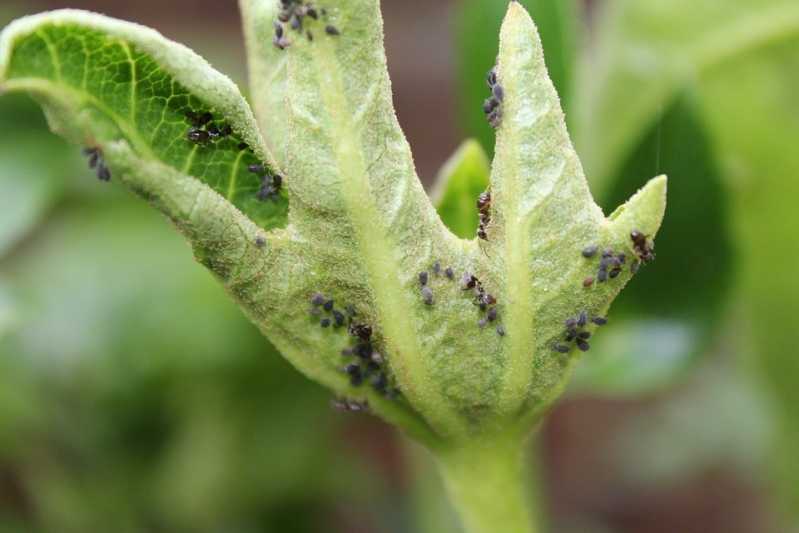 Controle de Pragas Agrícolas Brasilândia - Controle de Pragas em Flores