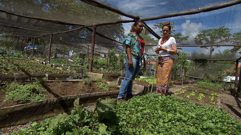 Controle de Pragas em Hortas Orgânicas Valores  Fazenda Morumbi - Controle de Pragas de Plantas