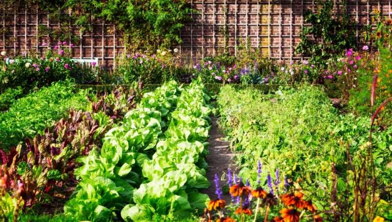 Controle de Pragas em Hortas Orgânicas Ibirapuera - Controle de Pragas de Plantas