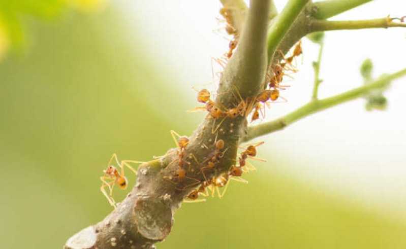 Controle Natural de Pragas Valores São Lourenço da Serra - Controle de Pragas em Hortas Orgânicas