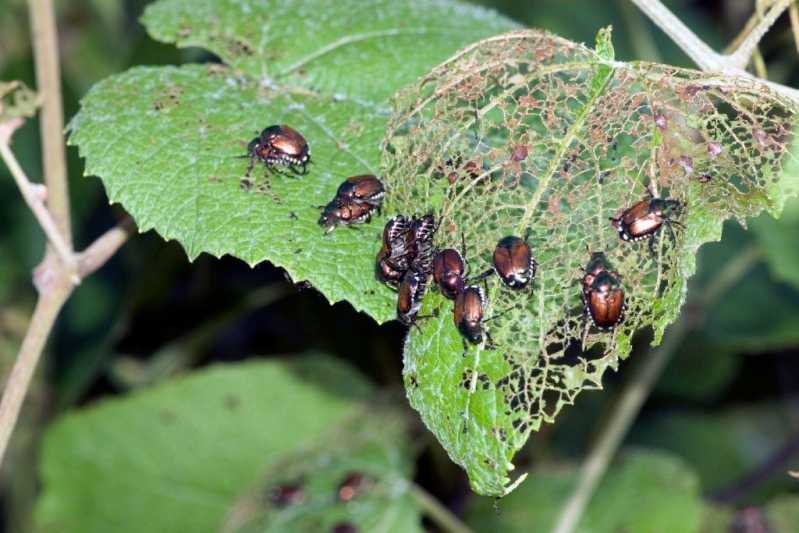 Controle Pragas Valores Barueri - Controle de Pragas em Plantas