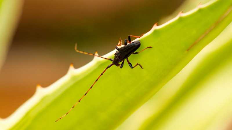 Controle Pragas Jaçanã - Controle de Pragas em Plantas