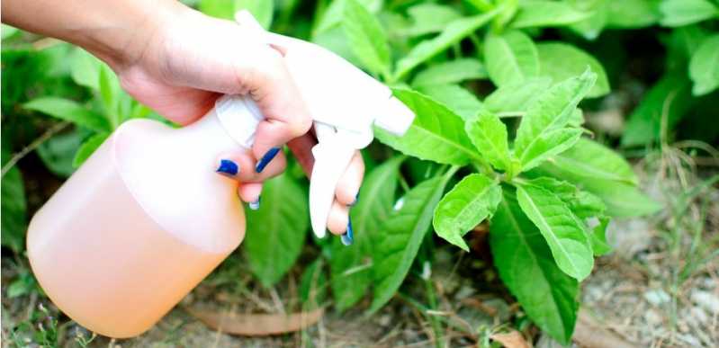 Controle Químico de Pragas Valores Jardim Morumbi - Controle de Pragas em Jardins