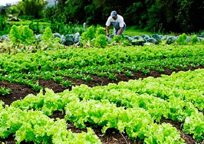 Empresa de Controle Pragas Vila Cordeiro - Controle de Pragas em Plantas