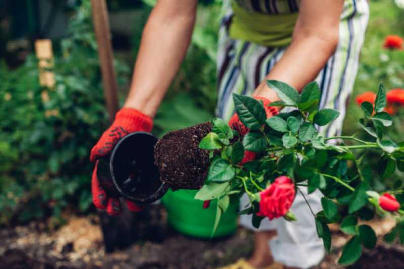 Empresa de Manutenção de Jardim Vertical Contato Chácara Flora - Empresa de Reforma e Manutenção de Jardins