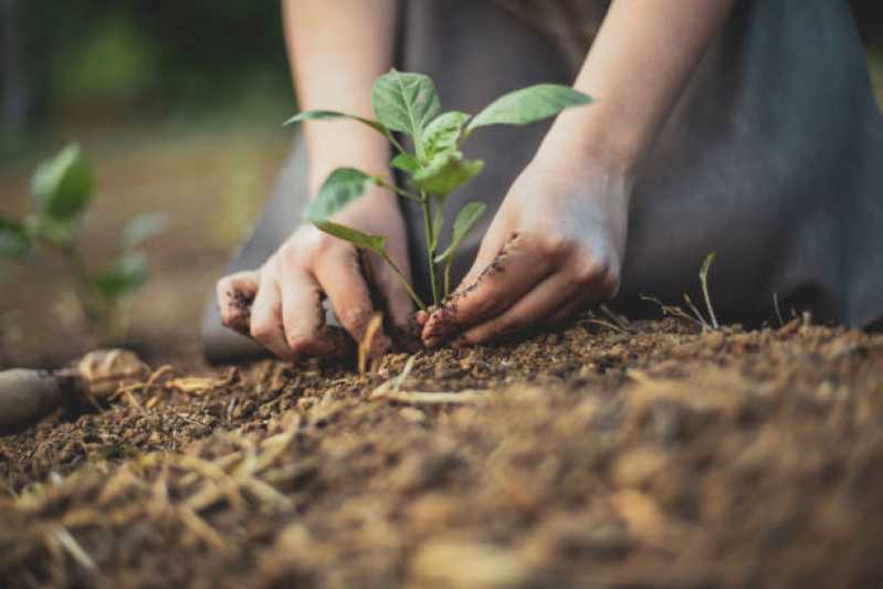 Empresa de Manutenção e Reforma de Jardins Contato Alto da Lapa - Empresa de Manutenção em Jardim