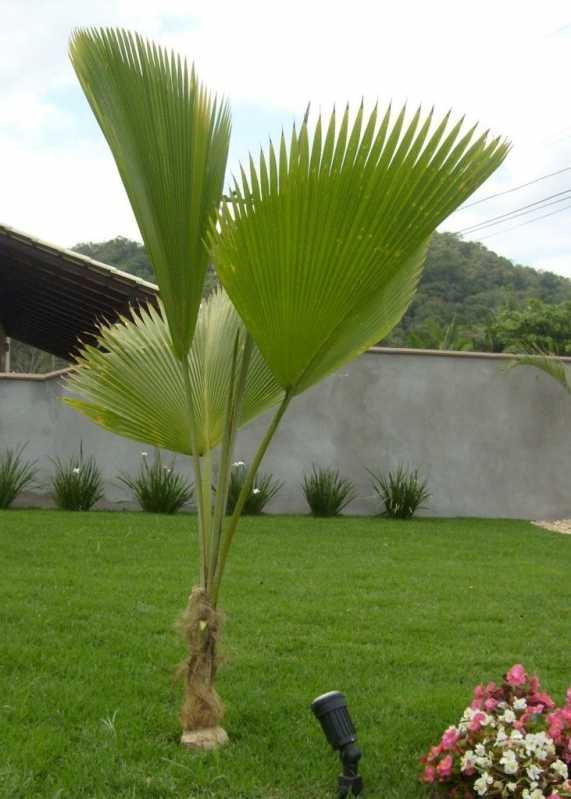 Empresa de Poda de Coqueiro de Jardim Vila Nova Conceição - Poda de Jardim Vertical