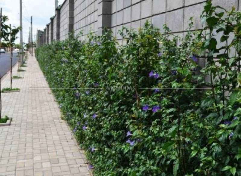 Empresa de Poda em Jardim Vila Carrão - Poda de Jardim Profissional