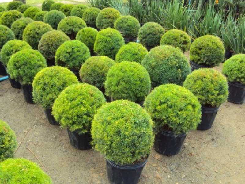 Empresa de Poda para Plantas de Jardim Cidade Monções - Poda de Jardim Profissional