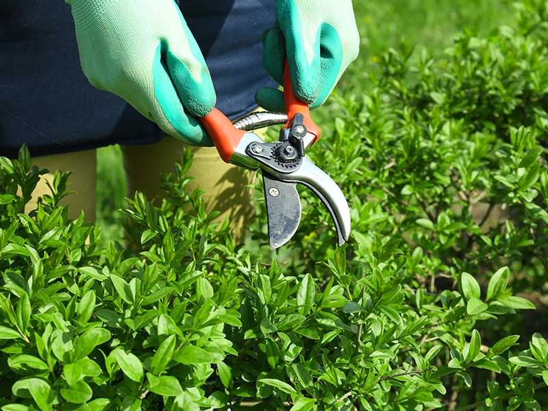 Empresa de Serviço de Paisagismo com Poda Santa Efigênia - Serviço Paisagismo