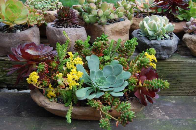 Empresa Que Faz Montagem Vasos com Suculentas Vila Curuçá - Montagem Vaso de Flores