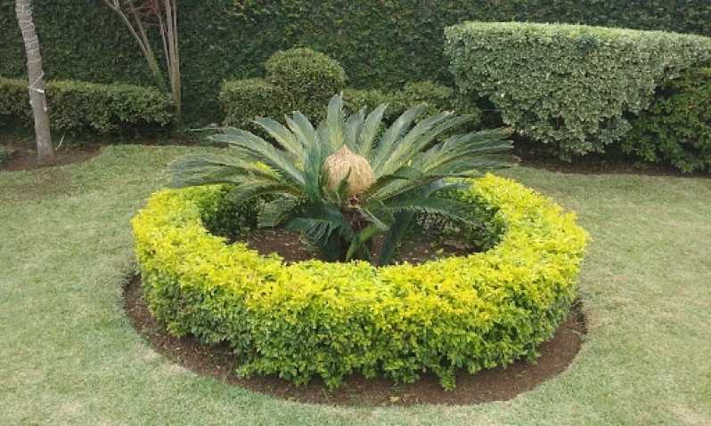 Manutenção e Conservação de Jardins Praça da Arvore - Implantação e Manutenção de Jardins