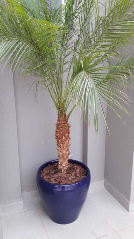 Montagem de Vasos para Condomínios Valor Consolação - Montagem de Vasos de Plantas