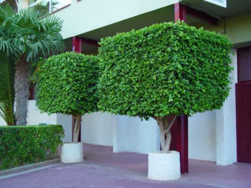 Poda de árvores de Jardim Valor Jardim Panorama - Poda Jardim