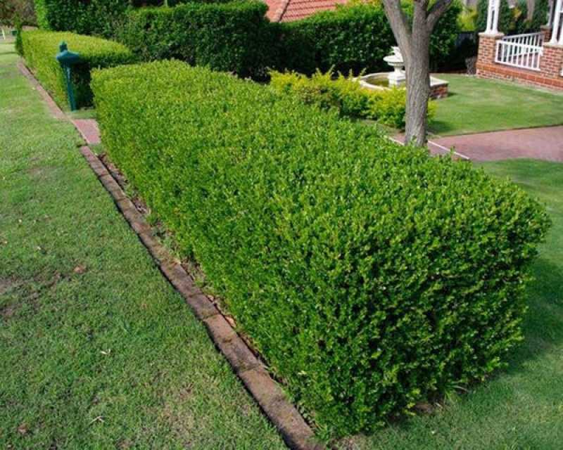 Poda de Jardim Profissional Valor M'Boi Mirim - Poda Ipê de Jardim