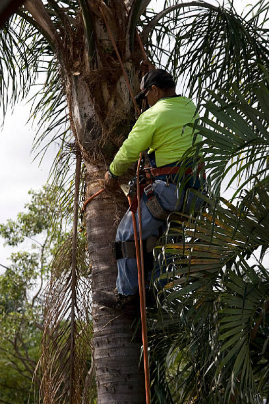 Poda de Palmeira Adulta Limão - Poda de Palmeira Residencial