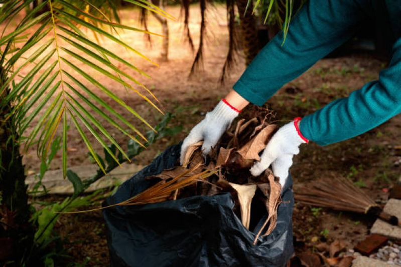 Poda de Palmeira Orçamento Zona Oeste - Poda de Palmeira Adulta