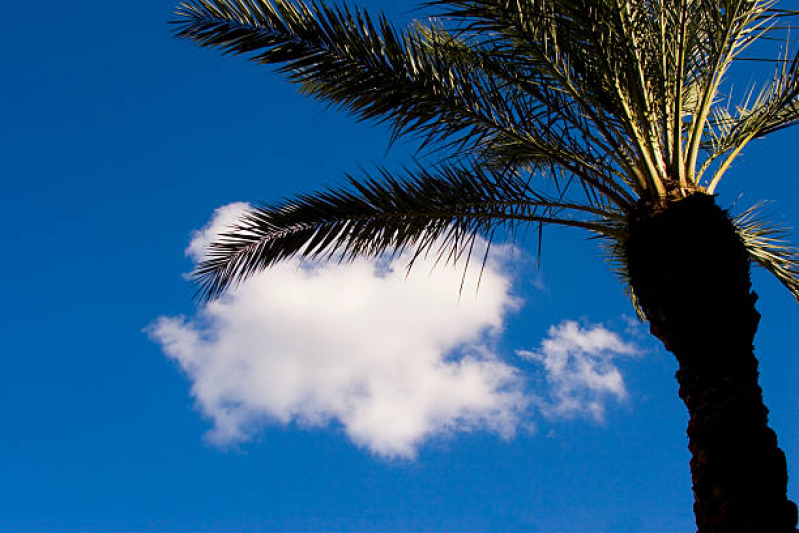 Poda de Palmeira Residencial Santo Amaro - Poda de Palmeira Adulta