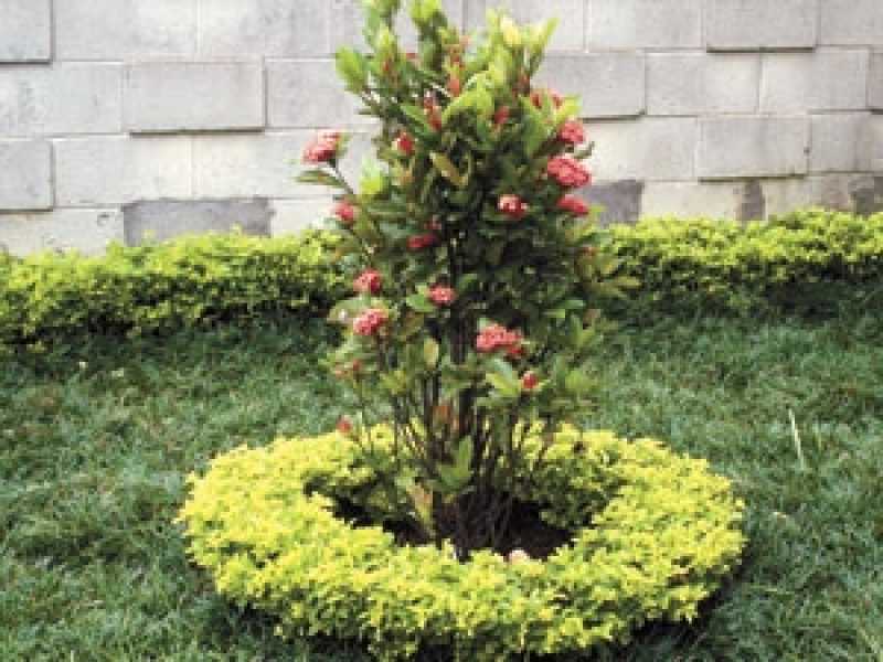 Poda de Plantas de Jardim Vila Albertina - Poda Ipê de Jardim