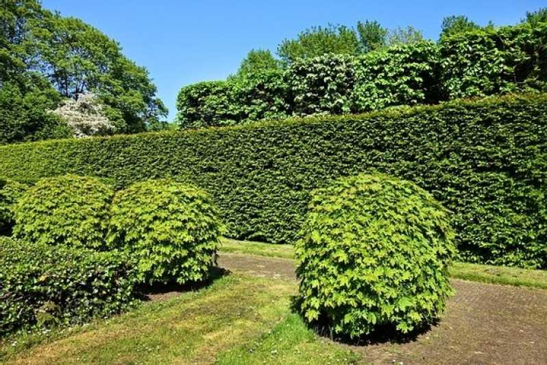 Poda em Jardim Zona Sul - Poda de Plantas de Jardim