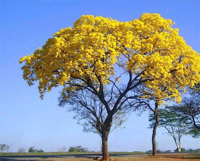 Poda Ipê de Jardim Valor Osasco - Poda de Jardim Vertical