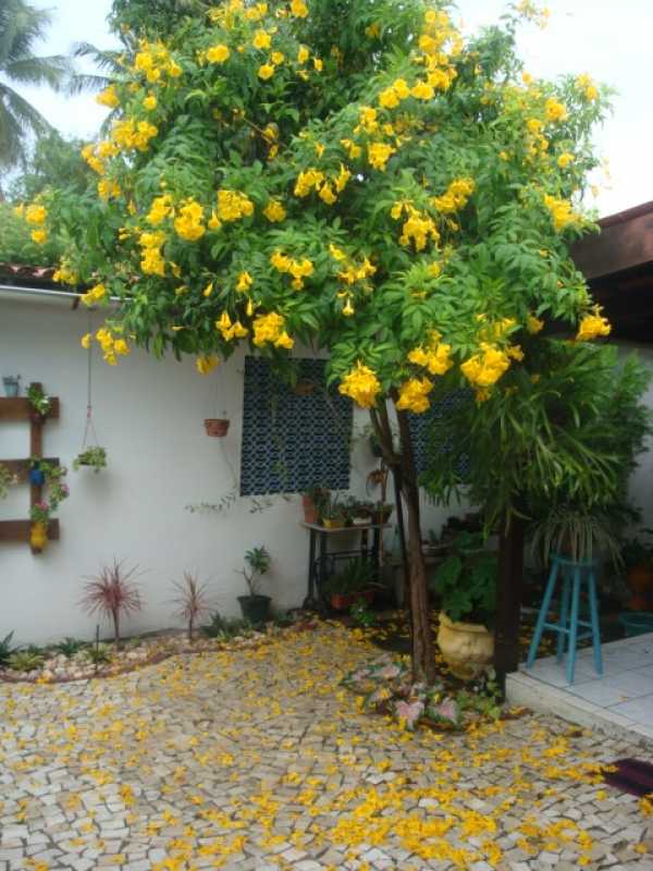 Poda Ipê de Jardim Alphaville - Poda de Plantas de Jardim