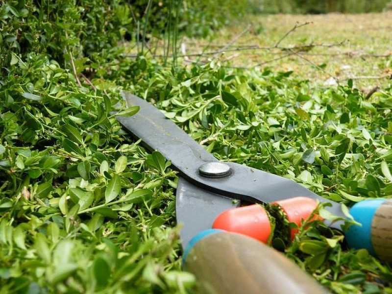 Poda Jardim Valor São Lourenço da Serra - Poda para Plantas de Jardim