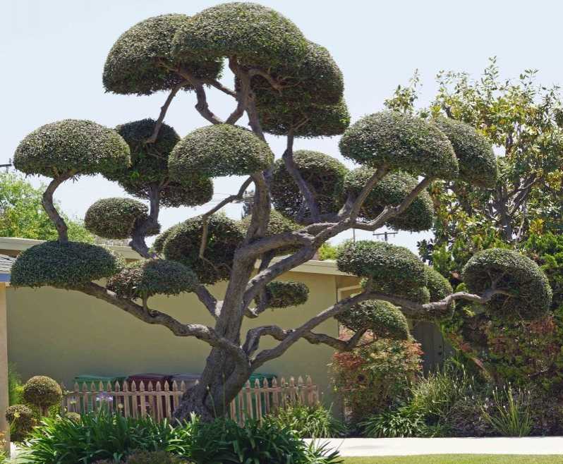 Poda Oliveira Jardim Valor Cidade Monções - Poda de Plantas de Jardim