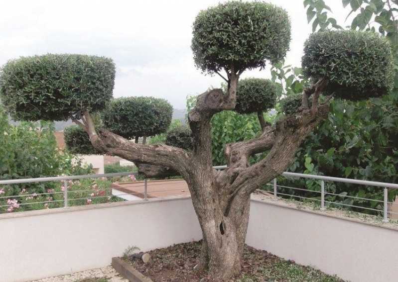 Poda Oliveira Jardim Cantareira - Poda de árvores de Jardim