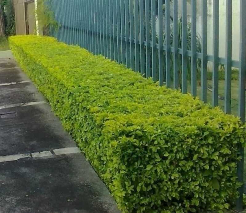 Preço de Poda de Plantas de Jardim Campo Grande - Poda de Plantas de Jardim