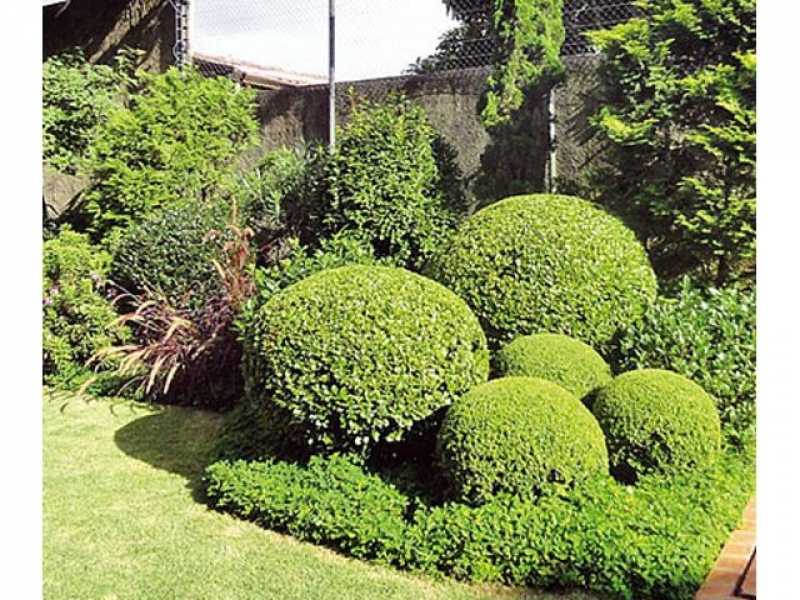 Preço de Poda em Jardim Freguesia do Ó - Poda de Plantas de Jardim