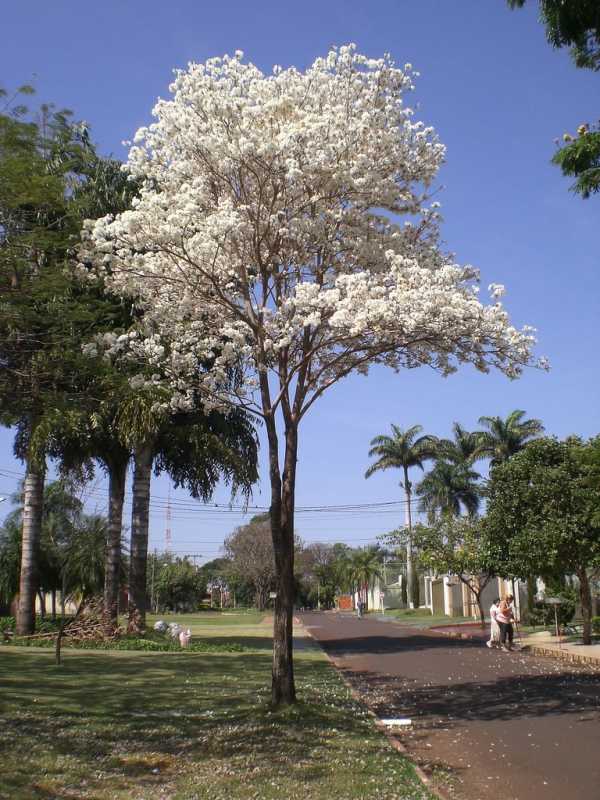 Preço de Poda Ipê de Jardim Vila Romana - Poda para Plantas de Jardim