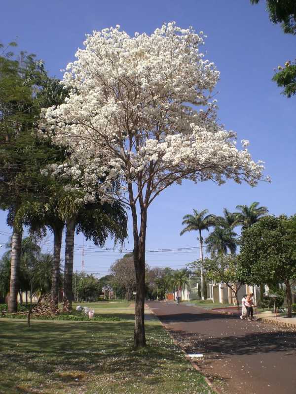 Preço de Poda Ipê de Jardim Parque Mandaqui - Poda de árvores de Jardim