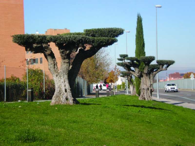 Preço de Poda Oliveira Jardim Vila Formosa - Poda de Jardim Vertical