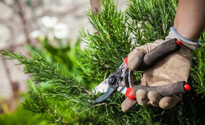 Preço de Poda para Plantas de Jardim Paineiras do Morumbi - Poda de Jardim