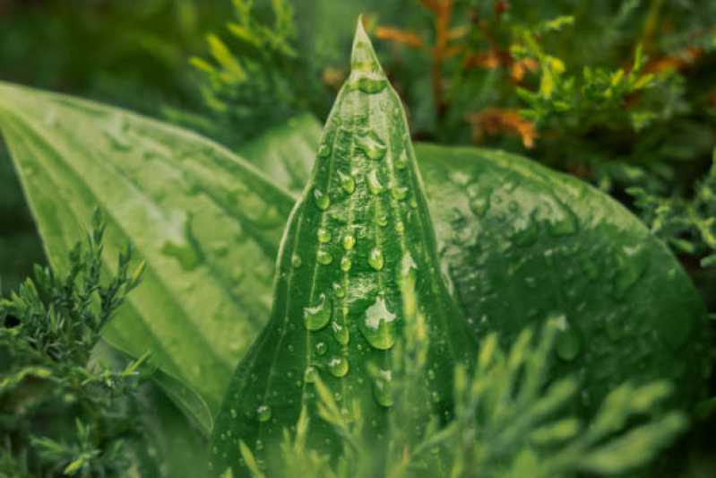 Serviço de Limpeza de Jardim em Prédios Preço Belém - Serviço de Limpeza de Jardim Vertical