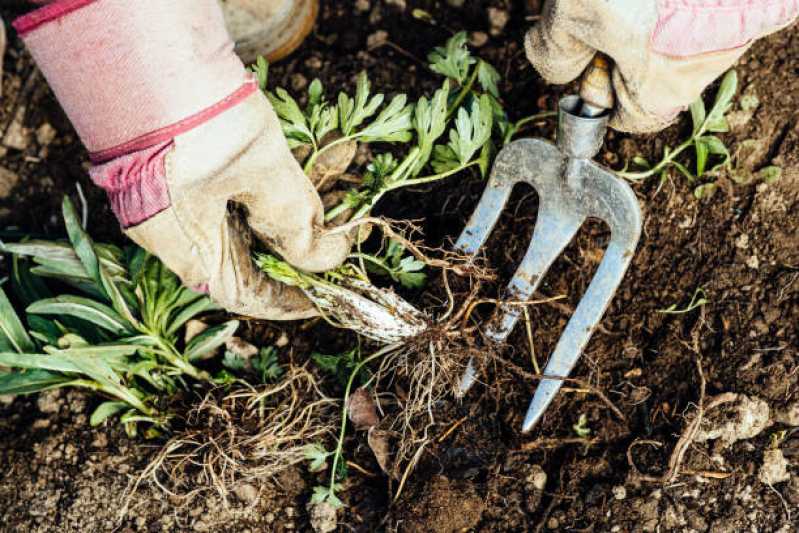Serviço de Limpeza de Jardins e Terrenos Preço Vila Chica Luíza - Serviço de Limpeza de Jardins Verticais