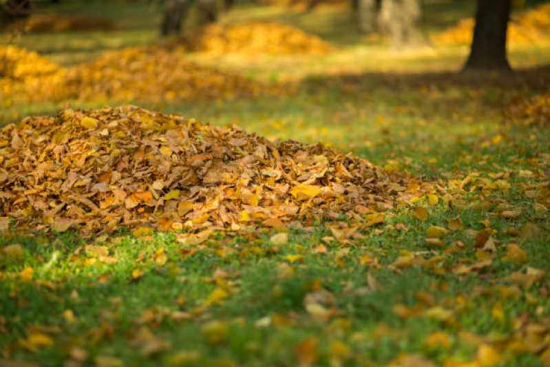 Serviço de Limpeza Jardim Preço República - Serviço de Limpeza de Jardins e Terrenos