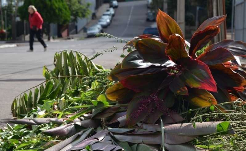 Serviço de Paisagismo com Poda Francisco Morato - Serviço de Paisagismo para Casas