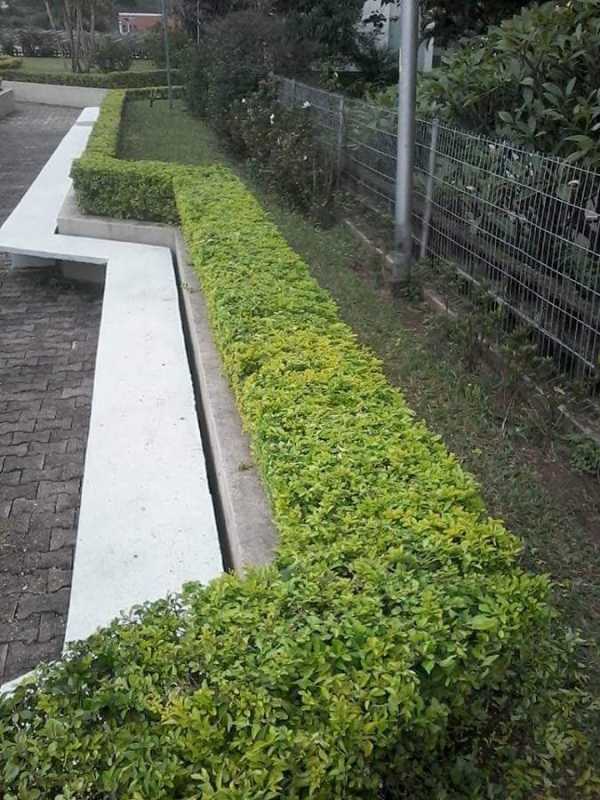 Serviço de Paisagismo e Manutenção Vila Chica Luíza - Serviço de Paisagismo para Condomínios