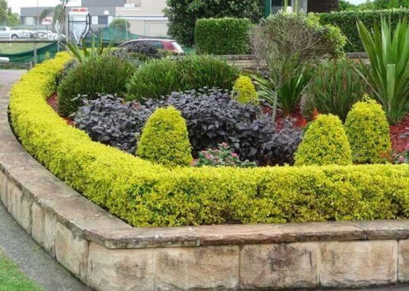 Serviço de Poda de Plantas de Jardim Embu Guaçú - Poda Oliveira Jardim