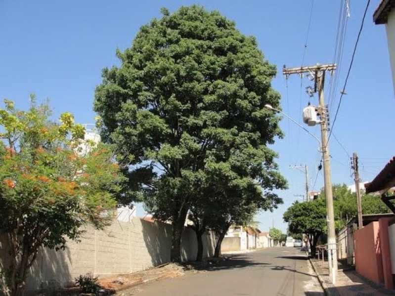 Serviço de Poda Ipê de Jardim Vila Curuçá - Poda Oliveira Jardim