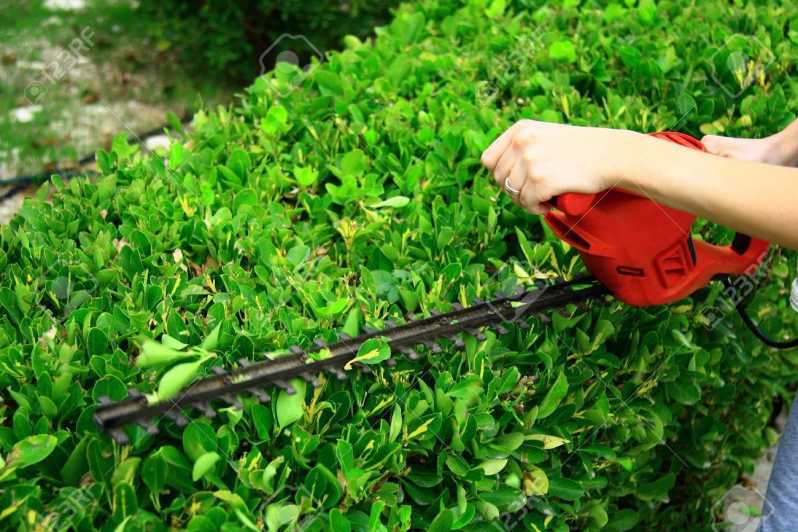 Serviço de Poda Jardim Vila Albertina - Poda para Plantas de Jardim