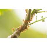 controle natural de pragas Jardim Everest