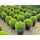 empresa de poda para plantas de jardim São Domingos