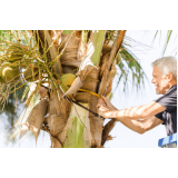 empresa que faz poda de palmeira adulta Itaquaquecetuba