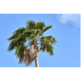 empresa que faz poda de palmeira imperial Parque Mandaqui