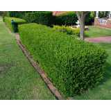 poda de jardim profissional valor Suzano