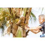 poda de palmeira imperial orçamento Água Branca